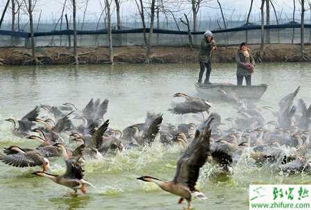野生大雁種蛋的孵化技術