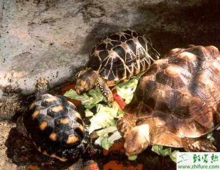 石龜吃什么長得快