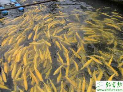 虹鱒魚養殖弧菌病防治技術