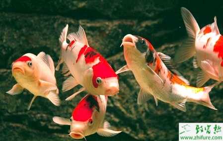 養殖錦鯉的稚魚的篩選技術