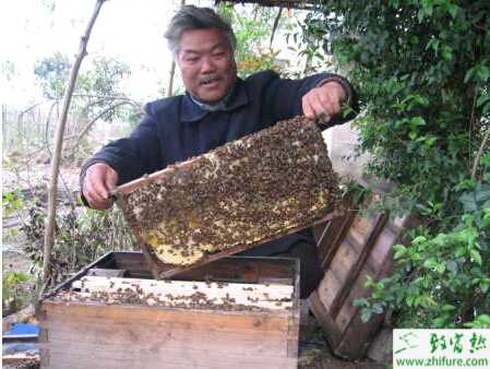 養(yǎng)殖蜜蜂蜂種的選購技巧
