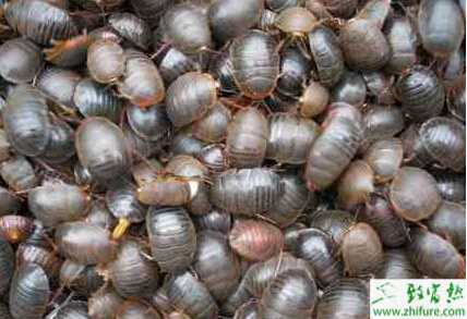 養(yǎng)殖土元的兩大技術(shù)要點(diǎn)