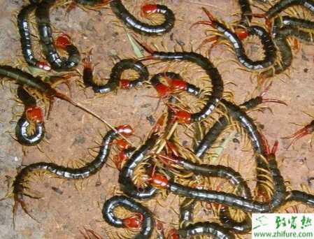 紅頭巨蜈蚣的飼養管理