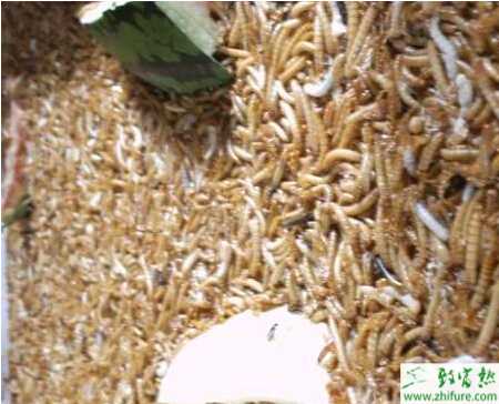 室外簡易蠅蛆養(yǎng)殖技術(shù)