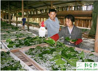 家蠶眠起處理技術(shù)