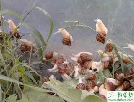 淺談蝸牛與蛆繃混養