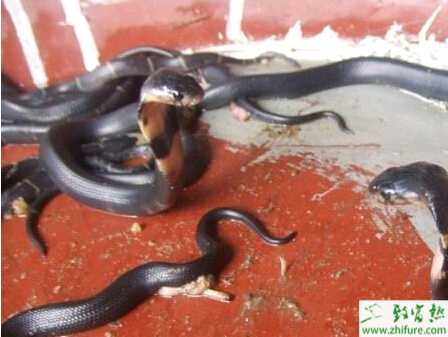 人工養殖蝮蛇的管理技術