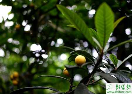 種枇杷采后病蟲害防治技術要點