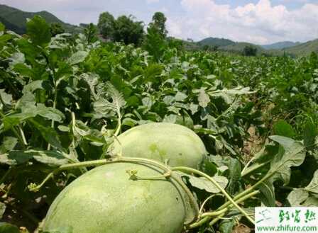 小型西瓜夏秋作栽培技術(shù)