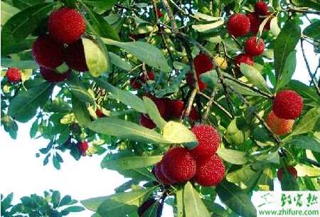 種楊梅如何能消除楊梅大小年