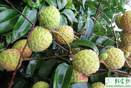 種荔枝蝽象的防治