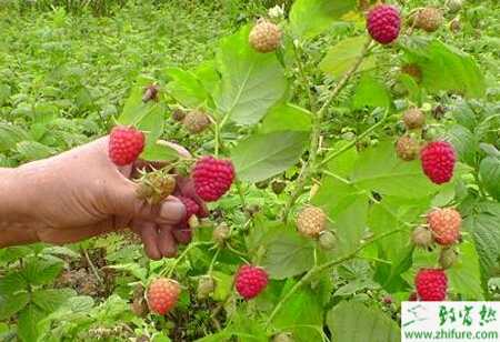 如何防治樹莓根癌病