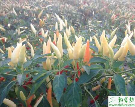 粵尖辣椒春種管理要點(diǎn)