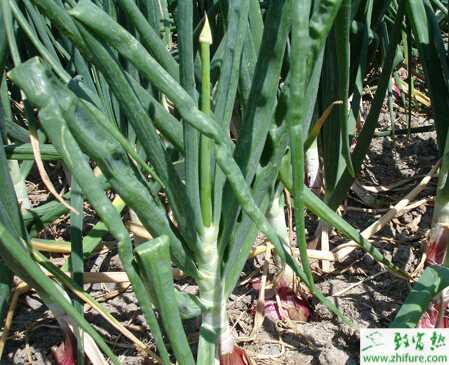 洋蔥頸腐病的發病規律與防治