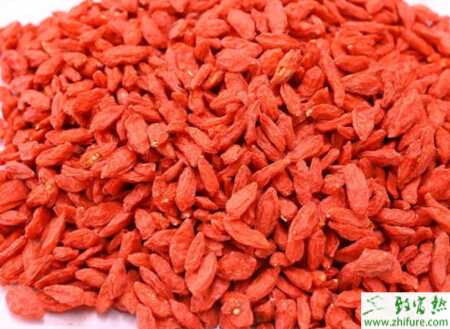 枸杞扦插育苗新技術要點