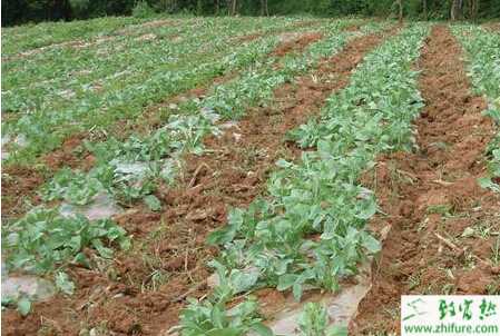 春播板藍根的栽培技術