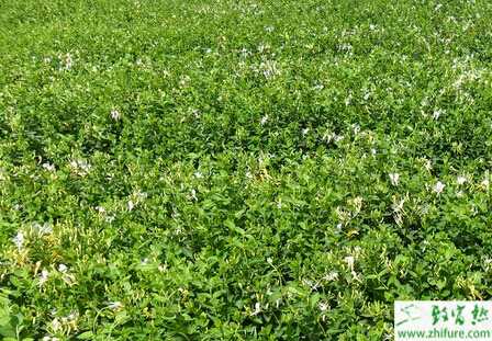 種金銀花的繁殖技術