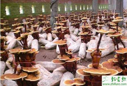 微噴工程規模化栽培靈芝