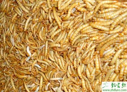 養(yǎng)殖黃粉蟲病害的防治