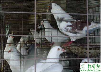 養殖肉鴿鵝口瘡治療經驗