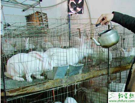 養殖兔子脫毛咬毛的原因