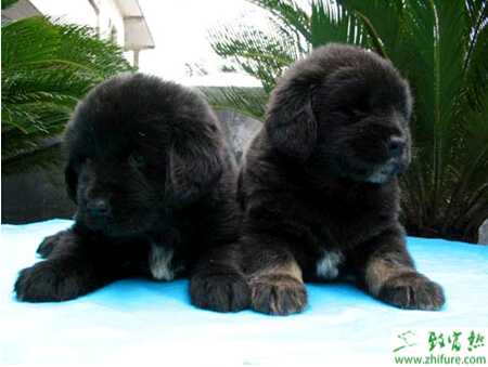 藏獒秋季配種的選配方法