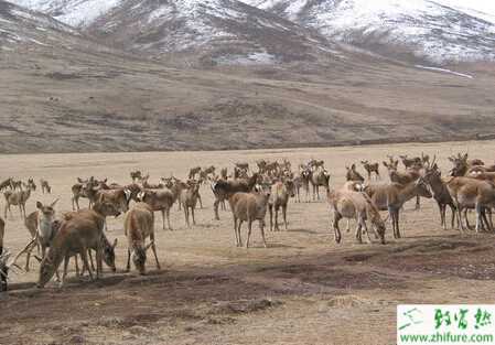 如何選擇梅花鹿養殖環境