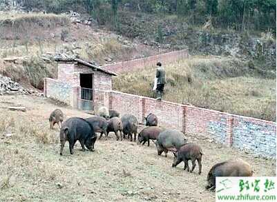 利用多種飼料養殖野豬