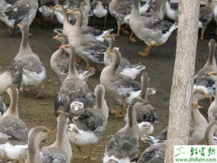 養殖大雁有機磷農藥中毒