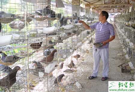 如何才能養好乳鴿