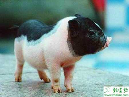 怎么樣鑒別小香豬