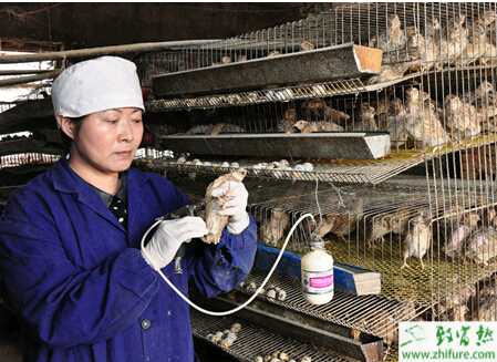 養(yǎng)殖鵪鶉常用的補鈣飼料