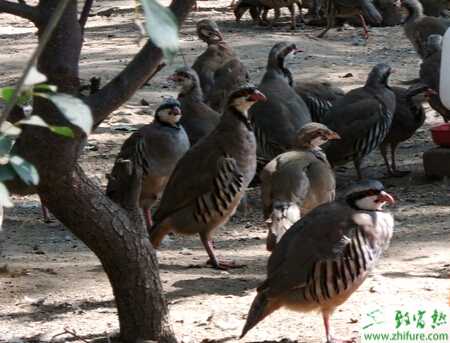 養殖鷓鴣育成期的管理經驗
