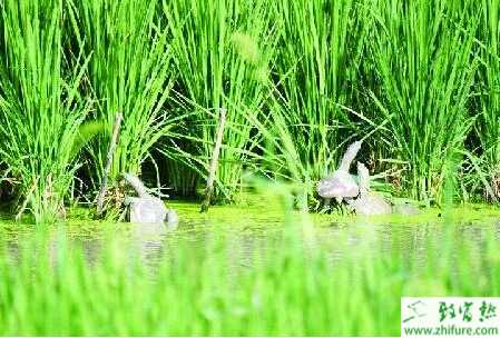養殖甲魚腸炎的三個種類與防治方法
