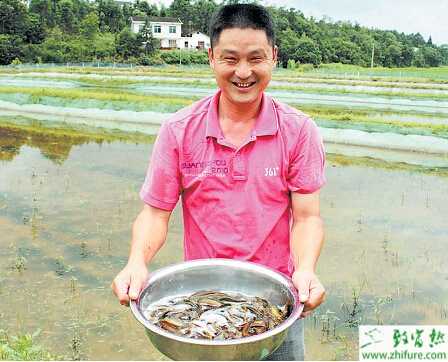 養殖泥鰍泥鰍脹氣病的形成及預防方法