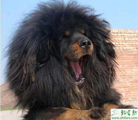 妊娠母藏獒的日常管理經(jīng)驗(yàn)