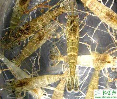 養殖青蝦投餌應掌握的幾個原則