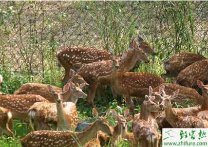 如何才能養好仔鹿