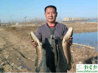 養黑魚魚種網箱培育技術