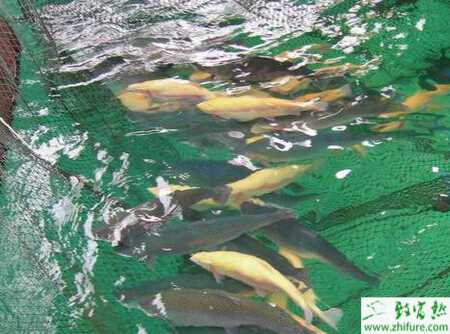 養殖虹鱒魚小瓜蟲病防治技術