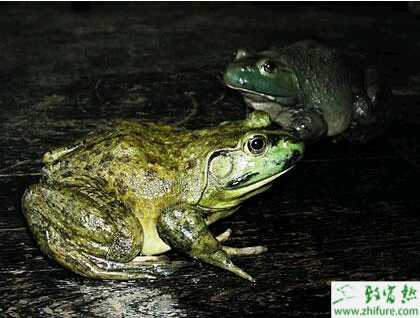 介紹室內(nèi)常溫集約化飼養(yǎng)牛蛙技術(shù)