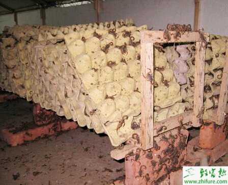 夏季怎么樣養蝎子