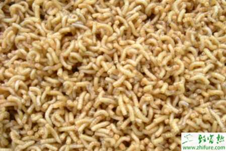 春季養殖管理蠅蛆要點