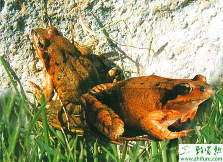 養殖林蛙的繁殖技術