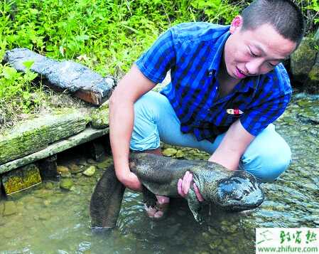 養殖娃娃魚常見病赤皮病防治技術