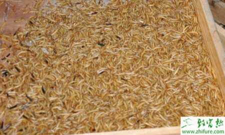 養(yǎng)殖黃粉蟲高產(chǎn)穩(wěn)產(chǎn)的訣竅