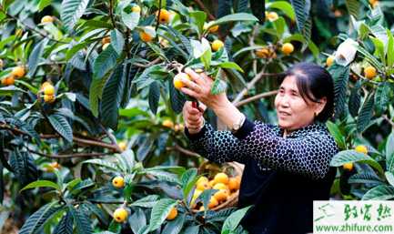 種枇杷應如何施肥