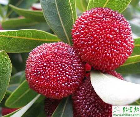 種楊梅蓑蛾防治