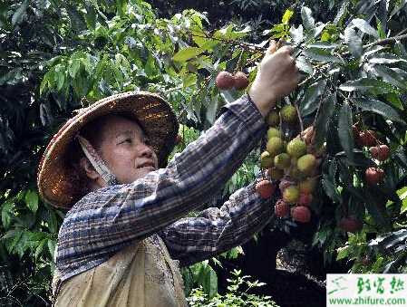 種荔枝裂果防止