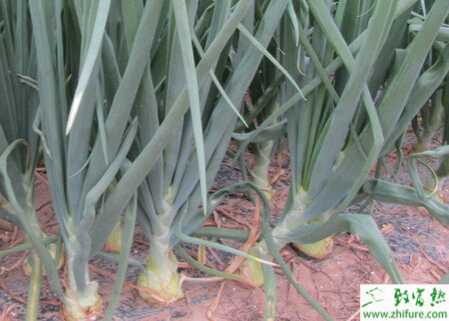 種洋蔥越冬育苗技術